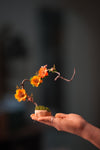Children of the Forest - Grace - Smaller (Preserved Plants)