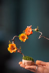 Children of the Forest - Grace - Smaller (Preserved Plants)