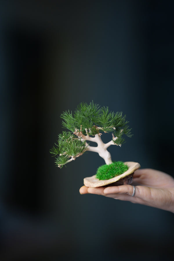 A Small Tree in the East - Pine (Preserved Plants)
