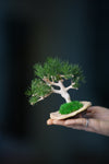 A Small Tree in the East - Pine (Preserved Plants)