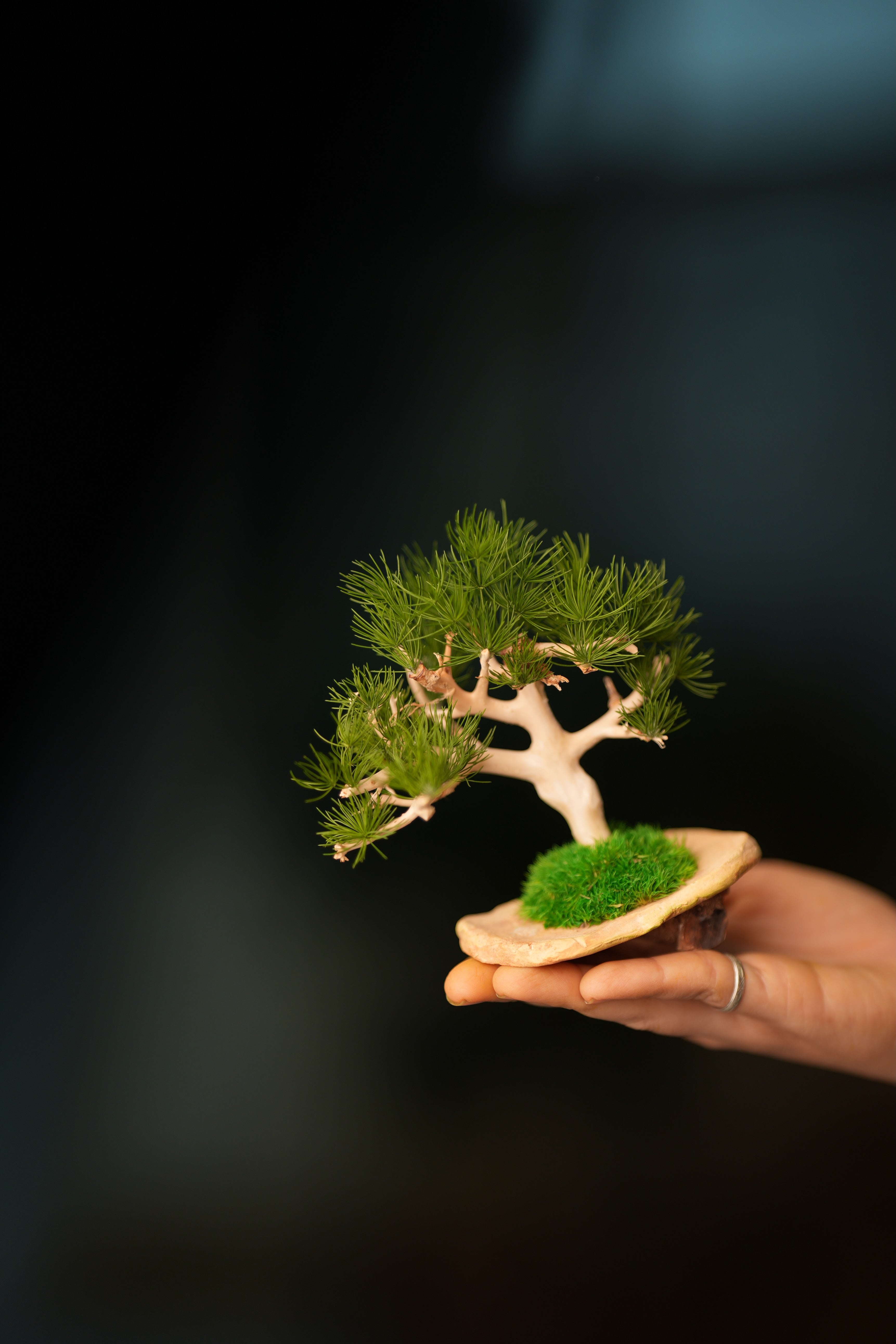 A Small Tree in the East - Pine (Preserved Plants)