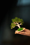 A Small Tree in the East - Pine (Preserved Plants)