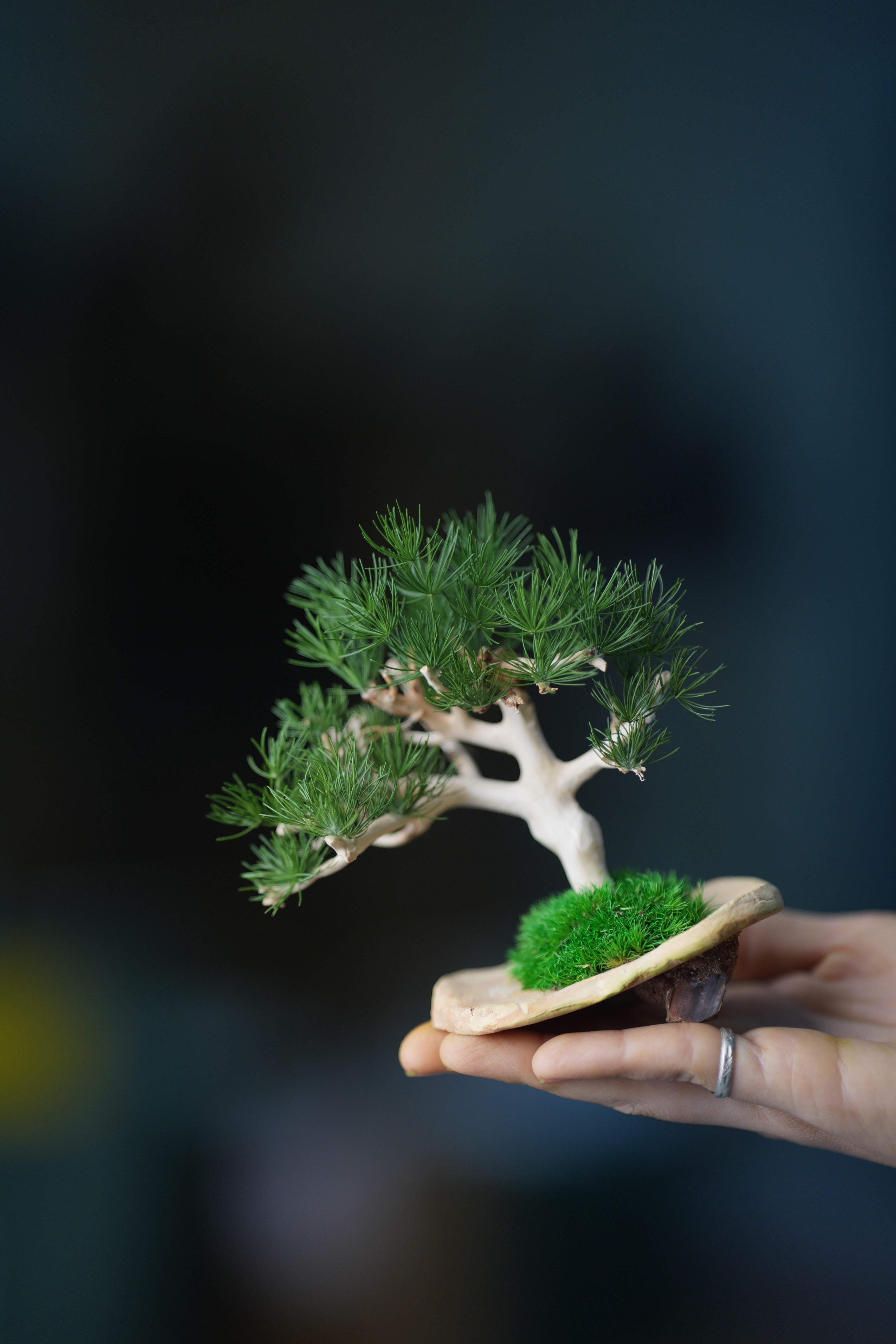 A Small Tree in the East - Pine (Preserved Plants)
