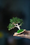 A Small Tree in the East - Pine (Preserved Plants)