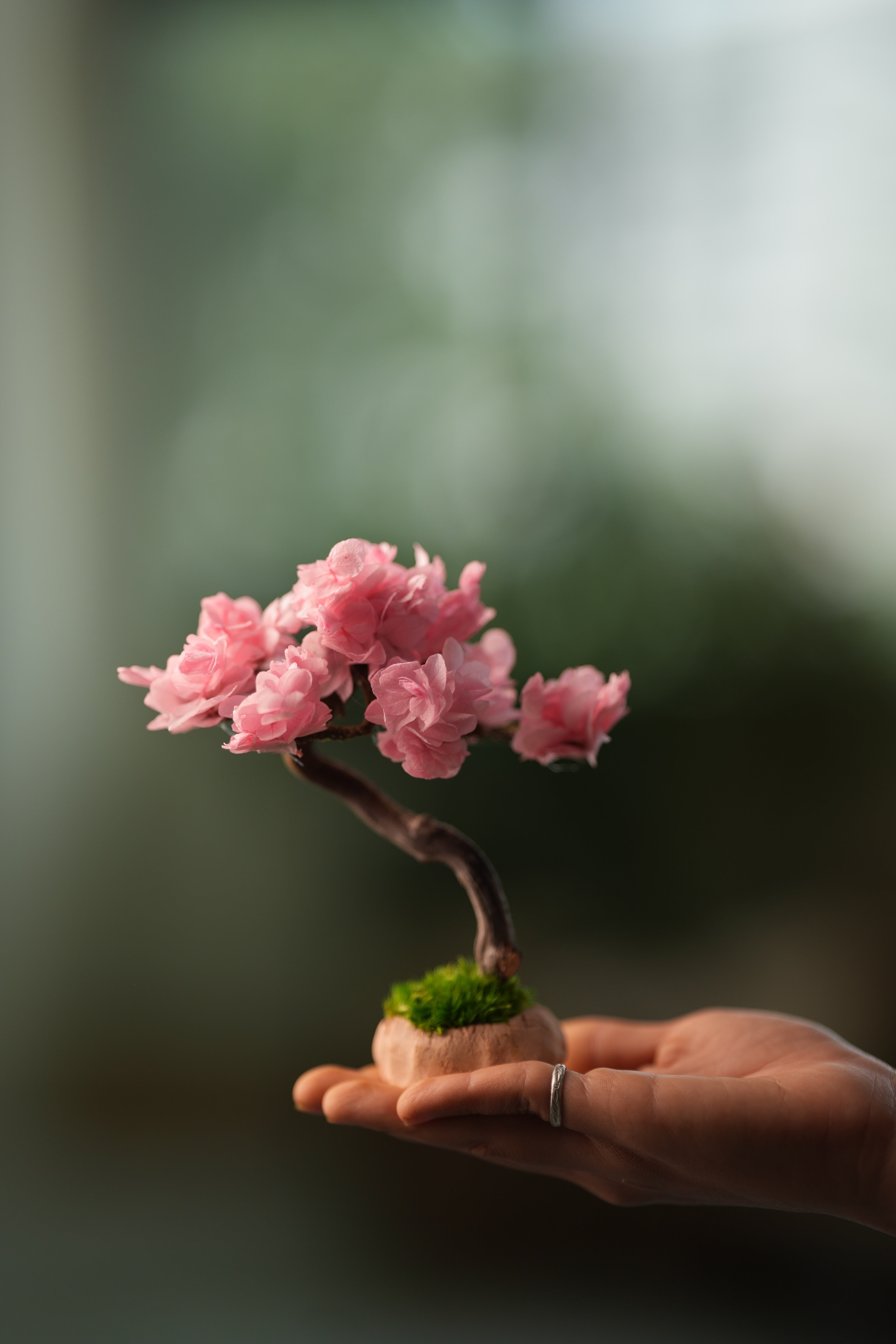 A Small Tree in the East - Sakura - Classics (Preserved Plants)