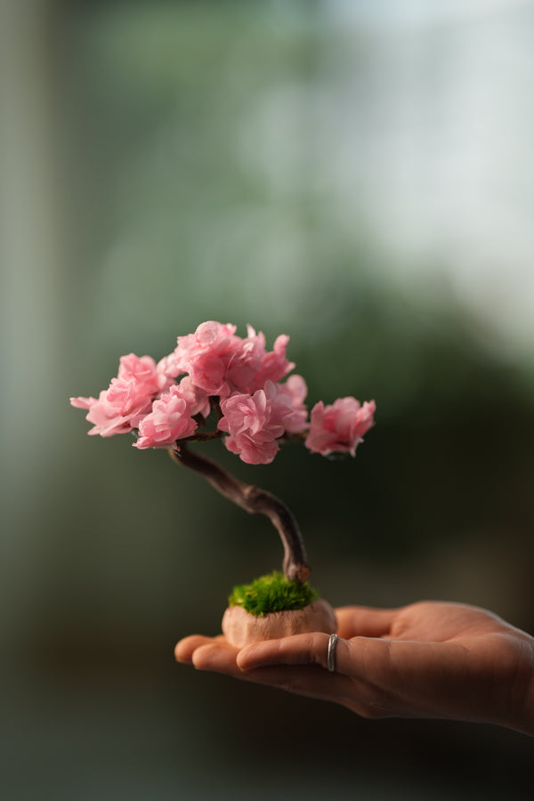 A Small Tree in the East - Sakura - Classics (Preserved Plants)
