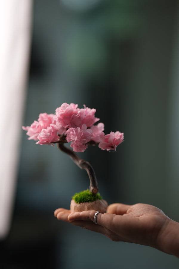 A Small Tree in the East - Sakura - Classics (Preserved Plants)