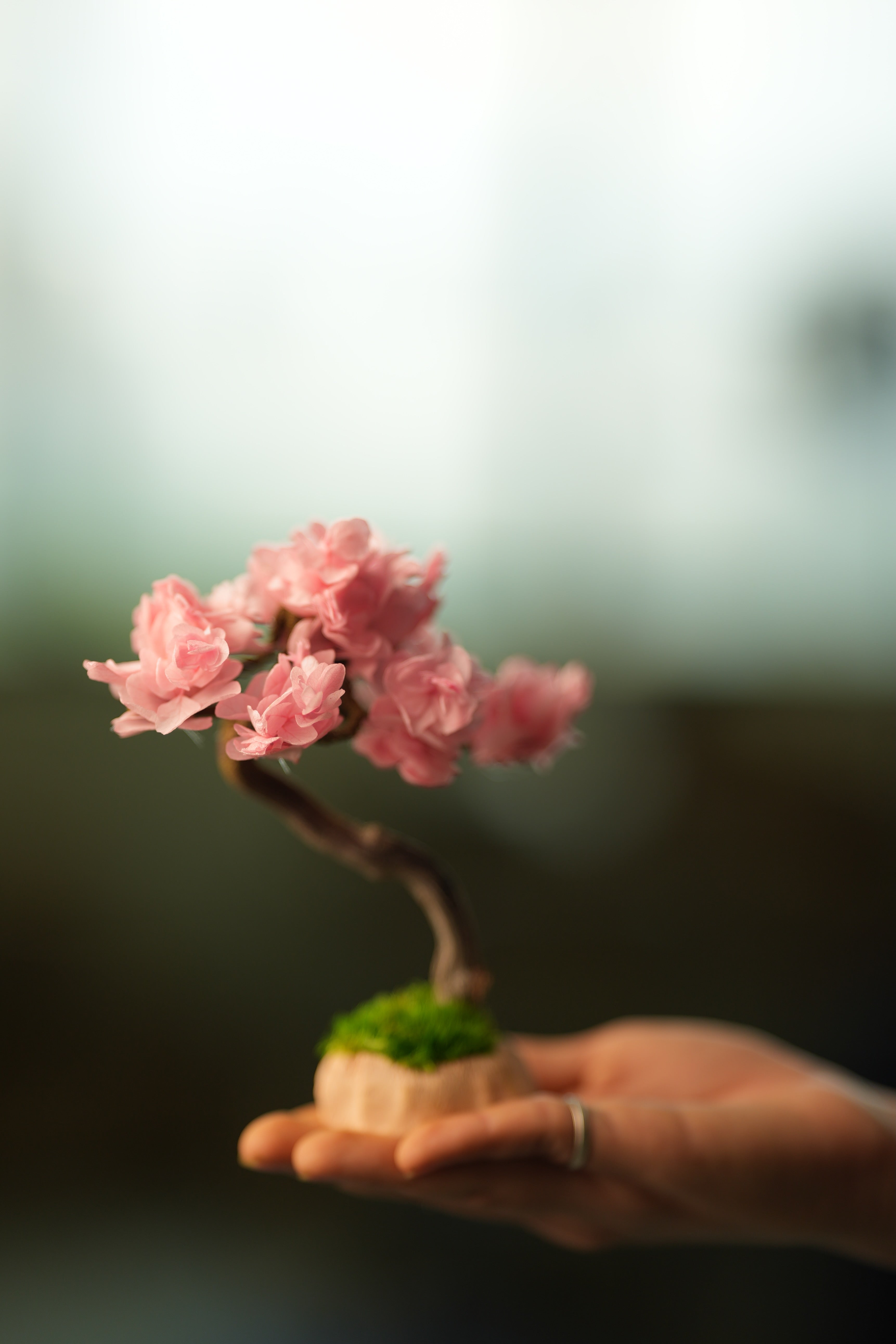 A Small Tree in the East - Sakura - Classics (Preserved Plants)