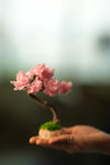 A Small Tree in the East - Sakura - Classics (Preserved Plants)