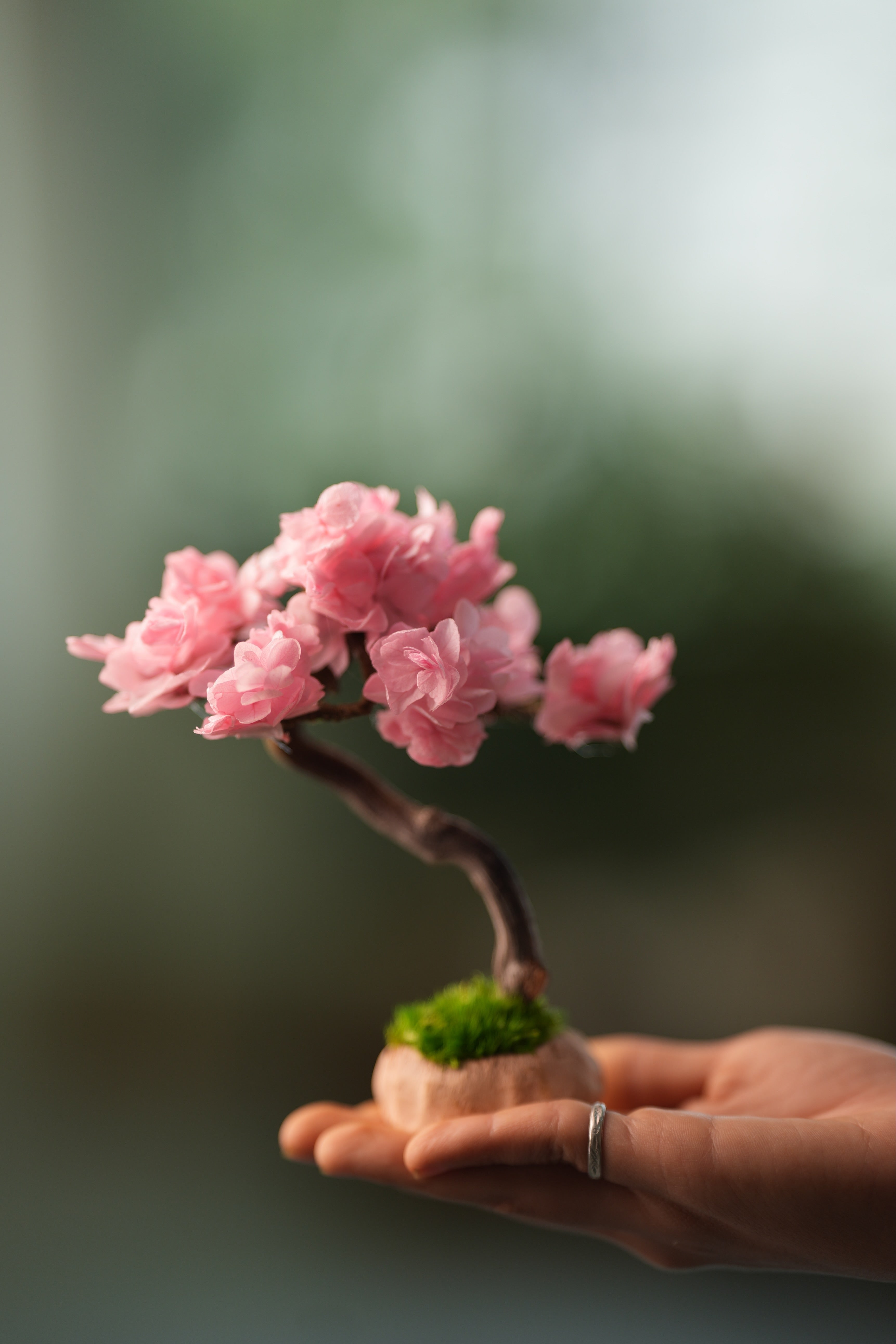 A Small Tree in the East - Sakura - Classics (Preserved Plants)