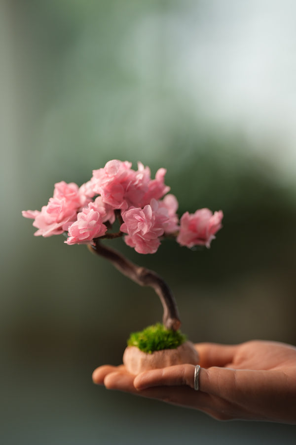 A Small Tree in the East - Sakura - Classics (Preserved Plants)