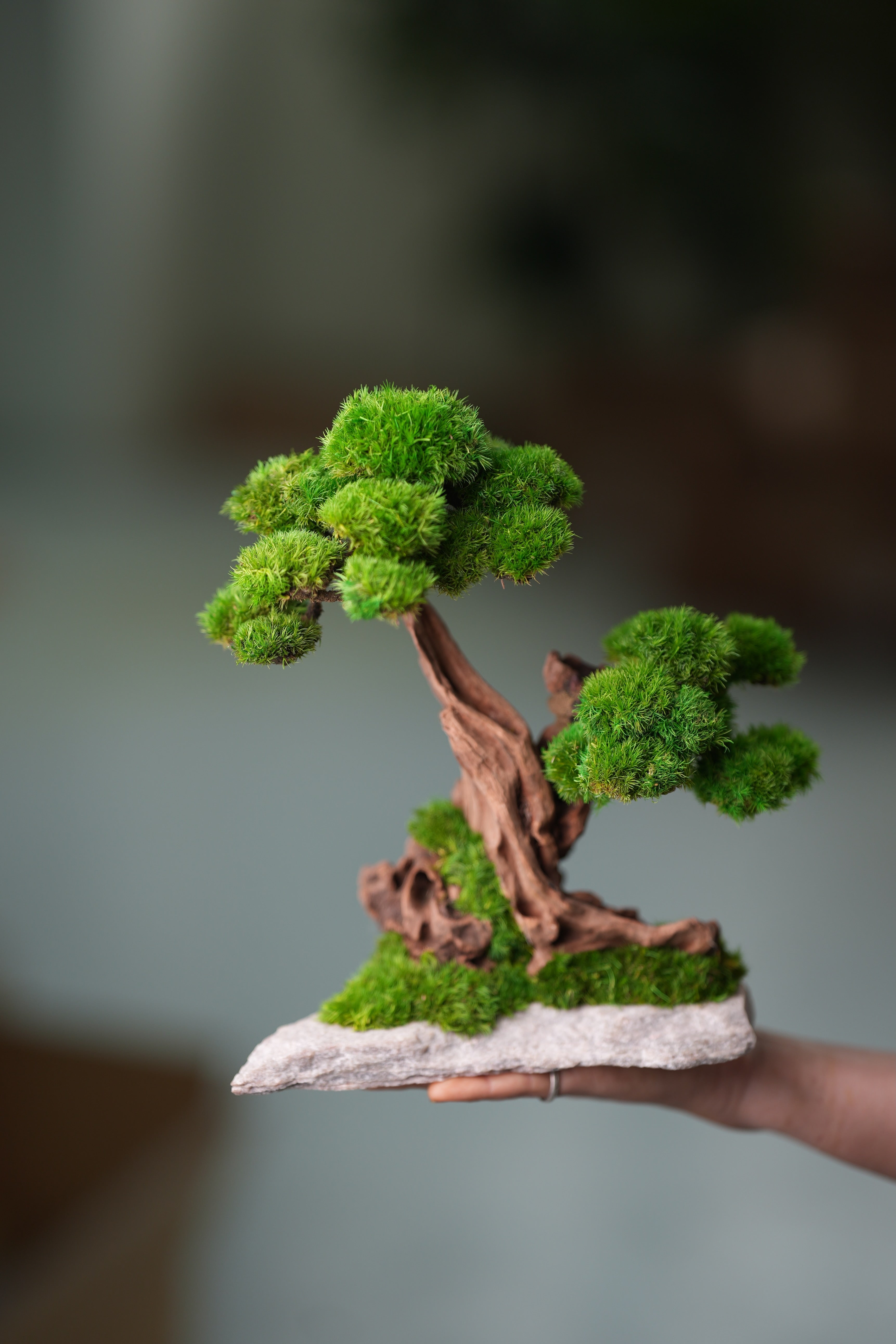 Greenwood - Twins (Preserved Plants)