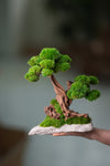 Greenwood - Twins (Preserved Plants)