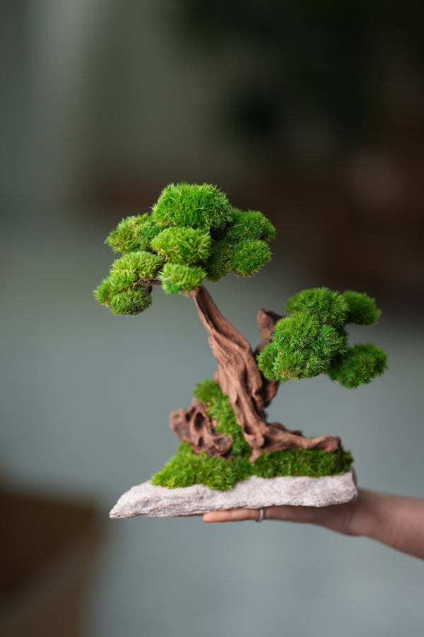 Greenwood - Twins (Preserved Plants)