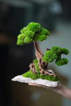 Greenwood - Twins (Preserved Plants)