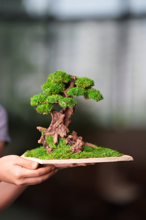 Greenwood - Maverick - Garden edition - Smaller (Preserved Plants)