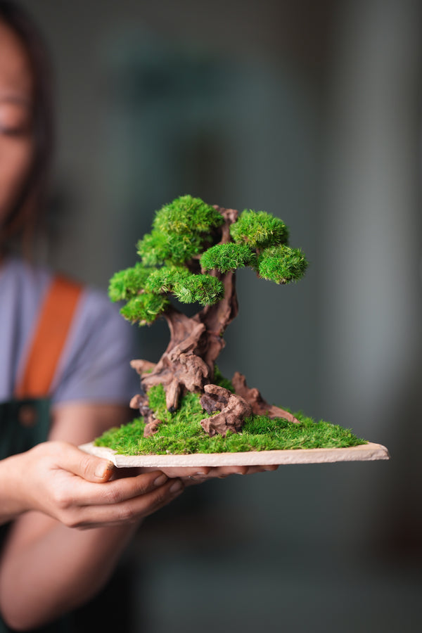 Greenwood - Maverick - Garden edition - Smaller (Preserved Plants)