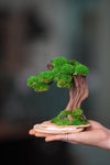 Greenwood - Freshman (Preserved Plants)