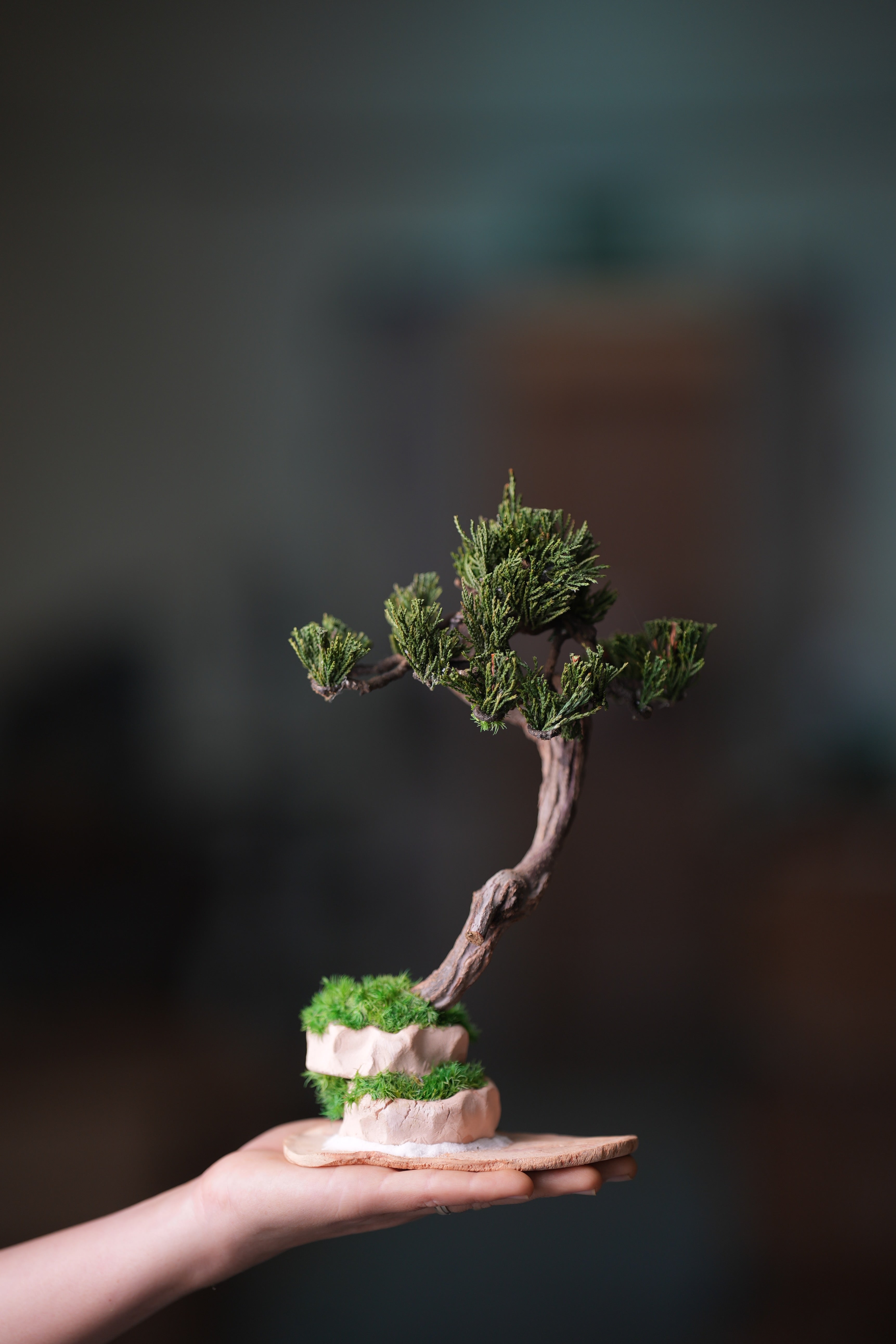 Rosewood - Steel Pine (Preserved Plants)