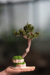 Rosewood - Steel Pine (Preserved Plants)