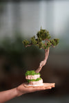 Rosewood - Steel Pine (Preserved Plants)
