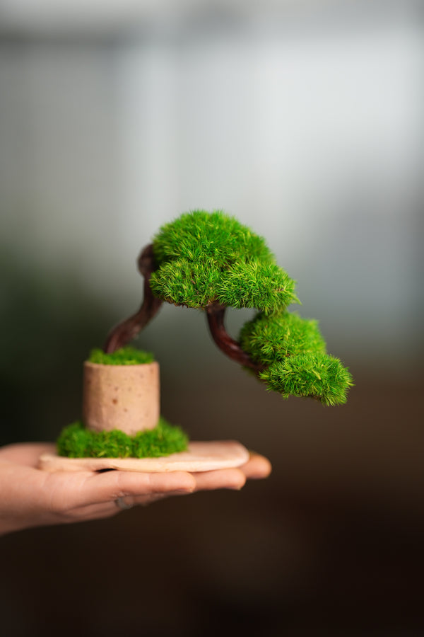 A Small Tree in the East - Classics (Preserved Plants)