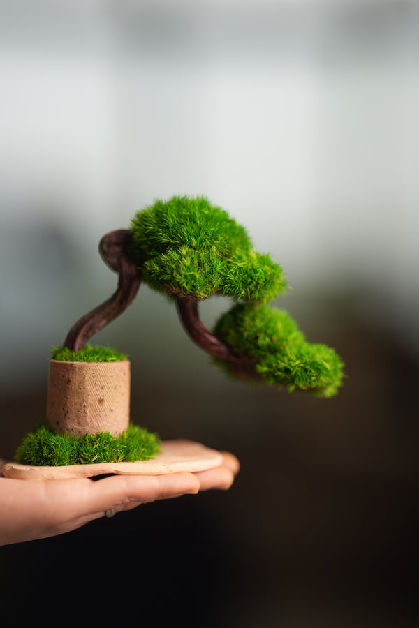 A Small Tree in the East - Classics (Preserved Plants)