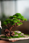 Greenwood - Maverick - Garden edition (Preserved Plants)