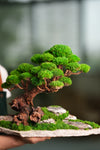 Greenwood - Maverick - Garden edition (Preserved Plants)