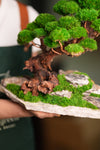 Greenwood - Maverick - Garden edition (Preserved Plants)