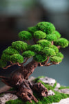 Greenwood - Maverick - Garden edition (Preserved Plants)