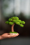 Greenwood - Freshman (Preserved Plants)