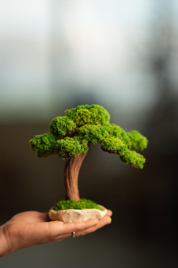 Greenwood - Freshman (Preserved Plants)