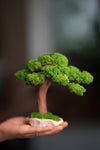 Greenwood - Freshman (Preserved Plants)