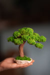 Greenwood - Freshman (Preserved Plants)