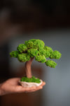 Greenwood - Freshman (Preserved Plants)