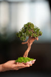 Benchmark Pine - Driftwood - Steel (Preserved Plants)