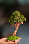 Benchmark Pine - Driftwood - Steel (Preserved Plants)