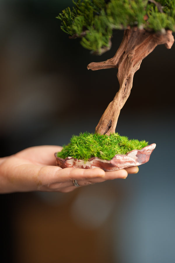 Benchmark Pine - Driftwood - Steel (Preserved Plants)