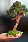 Benchmark Pine - Driftwood - Steel (Preserved Plants)