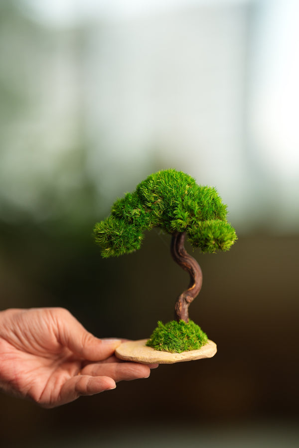 A Small Tree in the East - Classics (Preserved Plants)