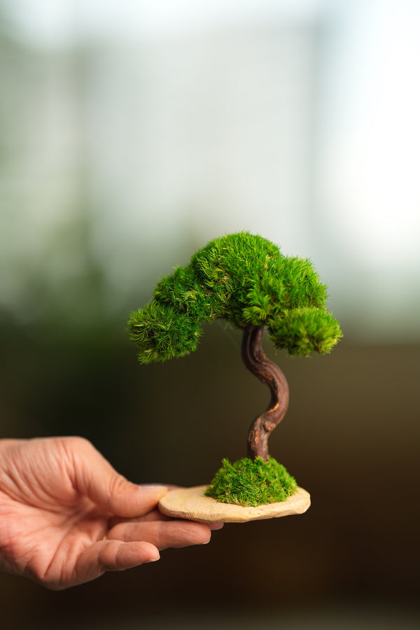 A Small Tree in the East - Classics (Preserved Plants)