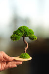 A Small Tree in the East - Classics (Preserved Plants)