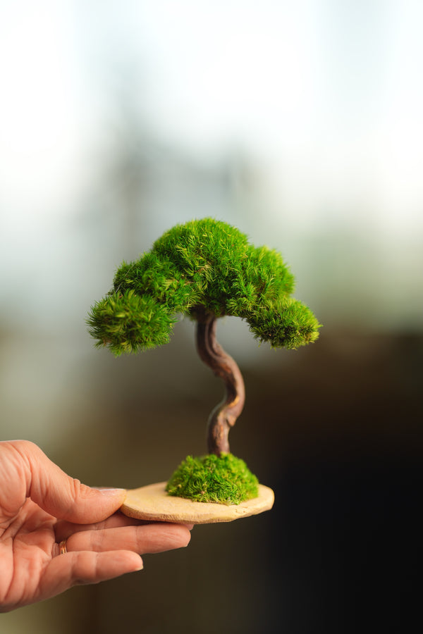 A Small Tree in the East - Classics (Preserved Plants)