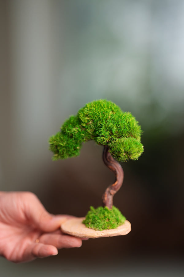 A Small Tree in the East - Classics (Preserved Plants)