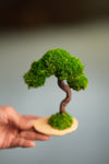 A Small Tree in the East - Classics (Preserved Plants)