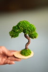 A Small Tree in the East - Classics (Preserved Plants)