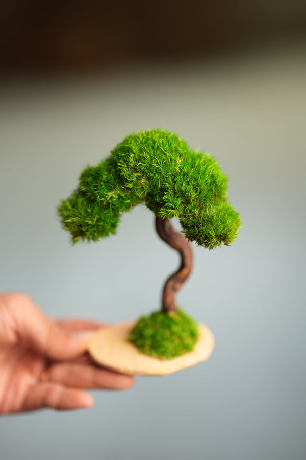 A Small Tree in the East - Classics (Preserved Plants)