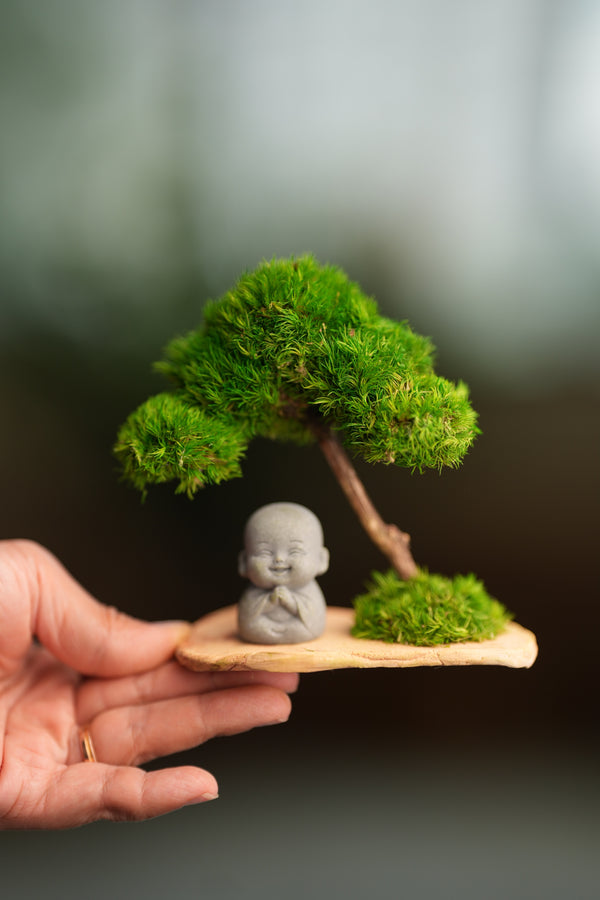 A Small Tree in the East - Classic - Journeyman (Preserved Plants)