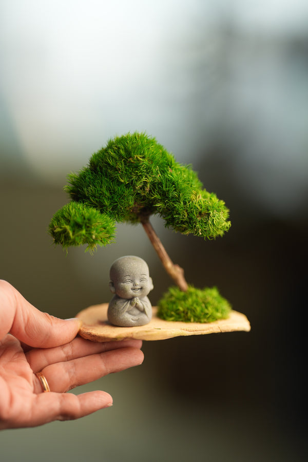 A Small Tree in the East - Classic - Journeyman (Preserved Plants)